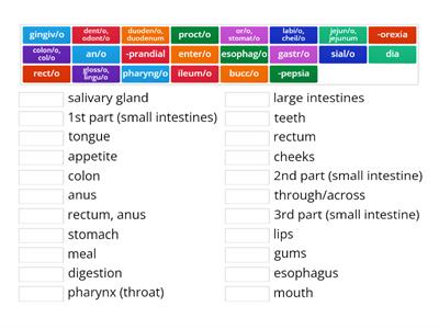 Digestive System- Med Terms