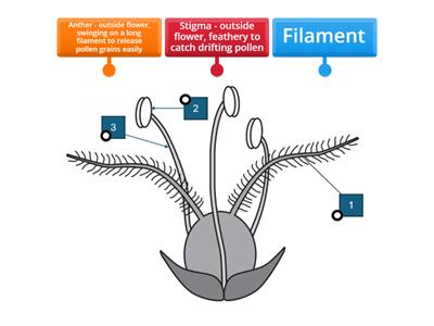 Wind pollinated flower - reproduction