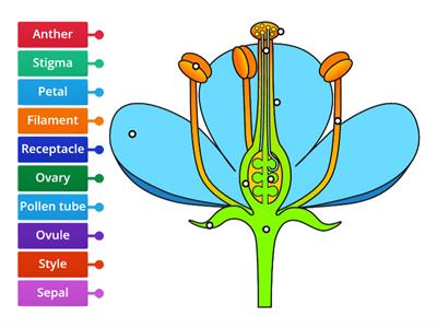 Year 10 Parts of a Flower (pollinated)