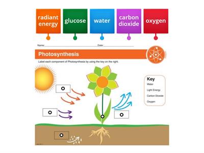 Photosynthesis label the diagam