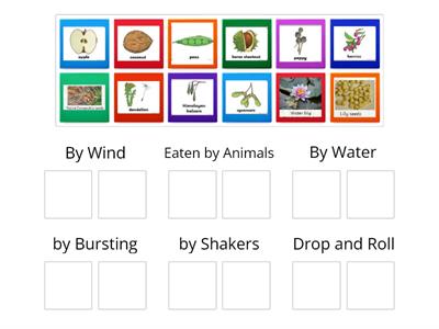 Types of Seeds  Dispersals