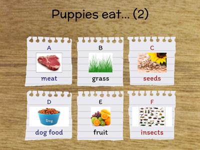 What do pets eat? - Kids 1 - Cultura Inglesa