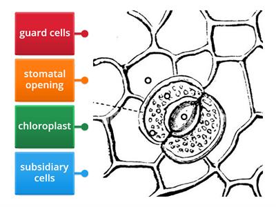 stomata