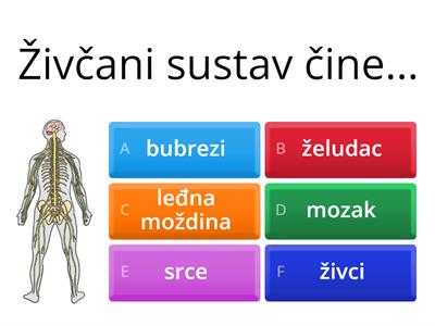 ŽIVČANI SUSTAV - provjera znanja (posebni program)