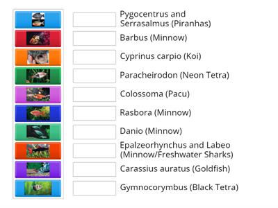 Cyprinidae (Minnows, Carps) and Characidae (Tetras and Colossoma 'pacu')