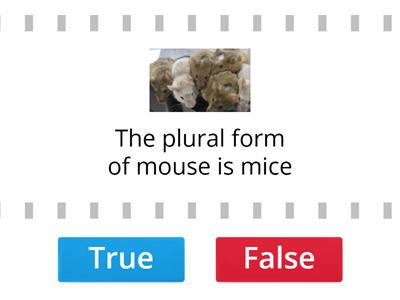 Singular and Plural Noun true false