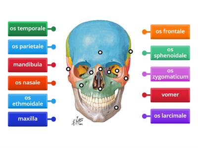 ossa cranii - planum frontale