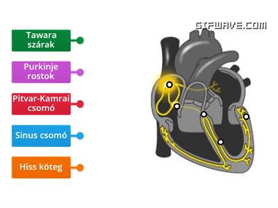Szív ingerképző-vezető rendszere 