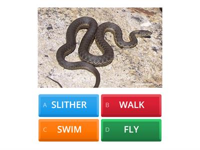 WALK, FLY, SWIM, SLITHER