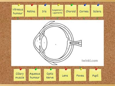 Label the Eye - LC Biology