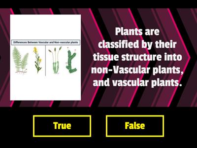 The Plant Kingdom True or false ?