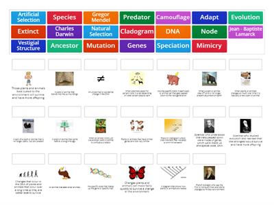 Evolution Vocabulary