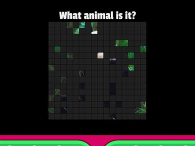 Guess the Animal - ESL A