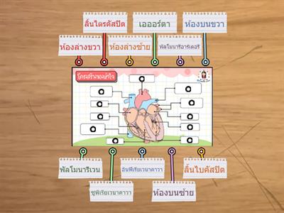 โครงสร้างของหัวใจ