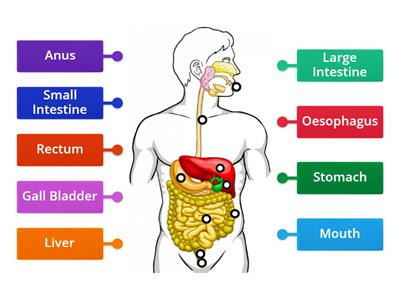 Junior cert science Digestive System 