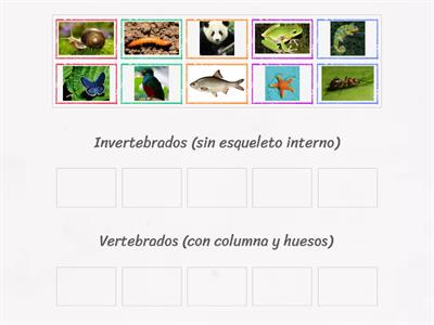 Clasificación 2. Dentro de animales: invertebrados y vertebrados