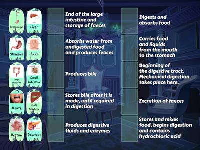 The Digestive System GCSE Biology 