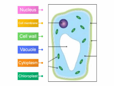 labelling of plant cell