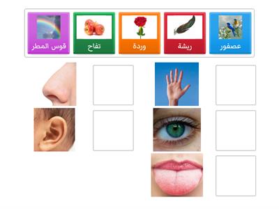 حلقة حواسي kg1