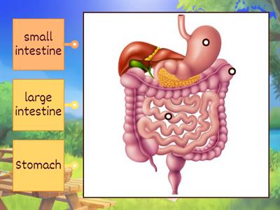 digestive system 