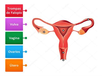 Sistema Reproductor Femenino