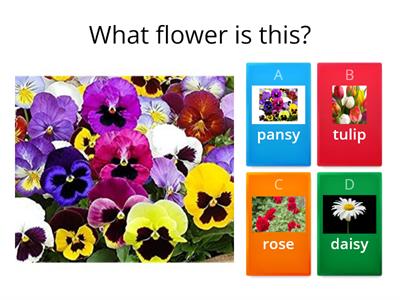 Flower names Year 1