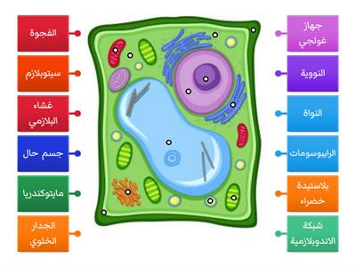 اجزاء الخلية النباتية المعلمة شهد خديش