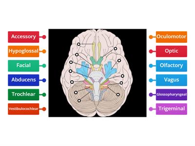 Where do the cranial nerves come from?
