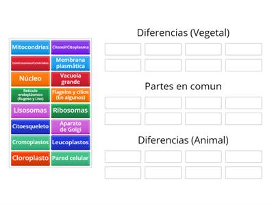 Celulas Eucariotas - Vegetal y Animal - Diferencias y partes en comun