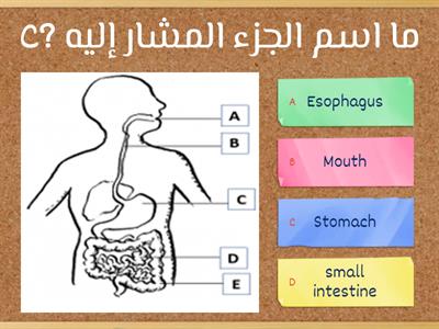 Digestive system 