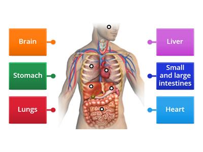 S2 Science HB Locate the organs on the body