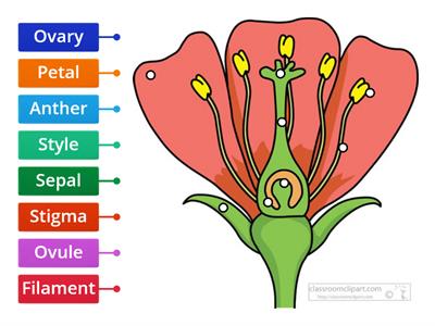 The structure of Flower