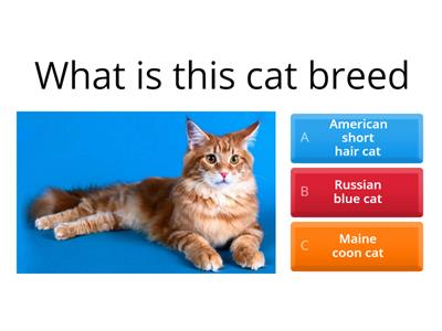 Cat breeds!!!!!!