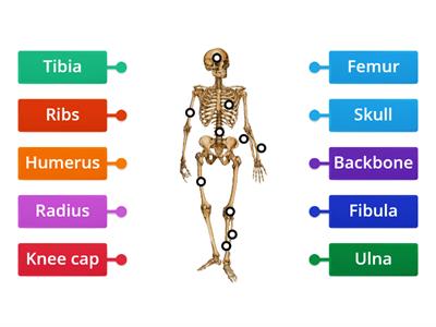 Skeleton & bones