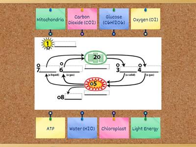Photosynthesis and Cellular Respiration (9B)
