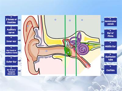 Parts of the Ear