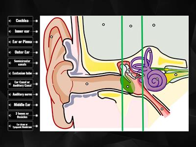 Parts of the Ear