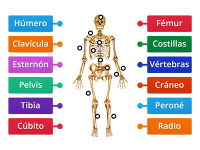  Esqueleto humano