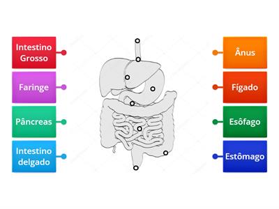  Ciências Sistema Digestorio