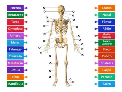 O Esqueleto Humano