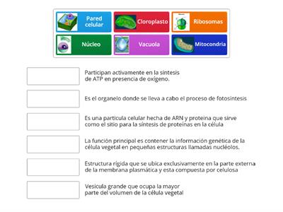 Estructura y función célular