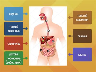  Травна система людини