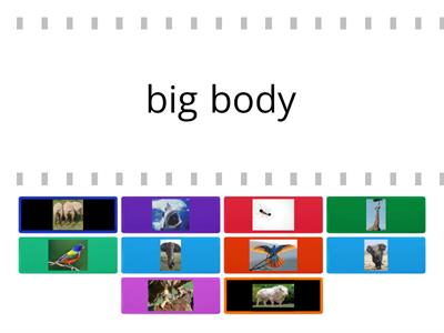  Animals body parts 