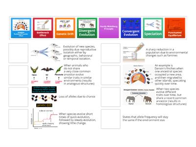 Evolution Advanced Terms