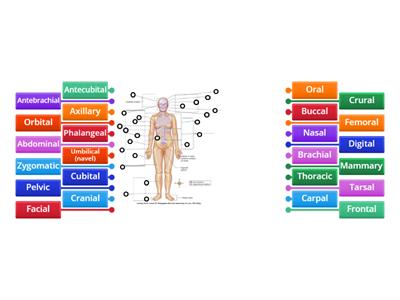 Body Regions (front)