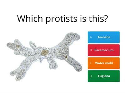 Name the Protists