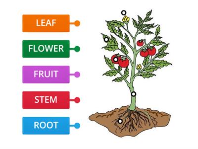 PARTS OF THE PLANT