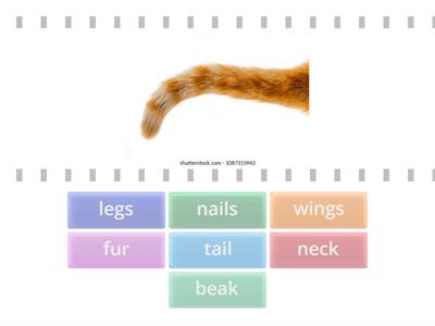 Parts of ANIMALS