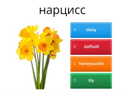 Vocabulary Af 5 Lesson 9 Flowers