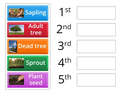 Tree Life Cycle